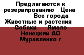 Предлагаются к резервированию › Цена ­ 16 000 - Все города Животные и растения » Собаки   . Ямало-Ненецкий АО,Муравленко г.